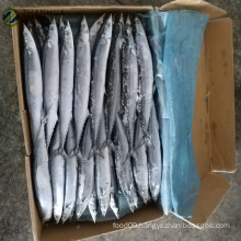 New Catching Pacific Saury fish A grade